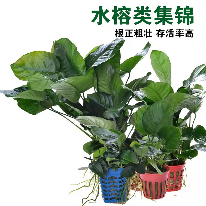 水榕水草鱼缸造景活体水族箱装饰水草黄金榕小水榕小巴榕迷你榕