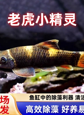 老虎小精灵除藻鱼草缸温顺好养耐活除青苔绿藻褐藻吃残渣工具鱼