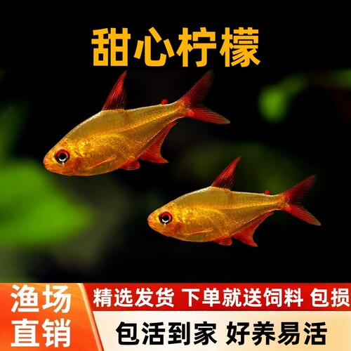南美甜心柠檬灯好养耐活灯科鱼