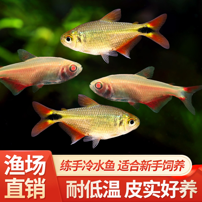 黑红十字活体鱼鱼观赏小型鱼淡水鱼练手鱼冷水金鱼耐活好养不加温