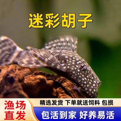 迷彩胡子鱼大凡黑胡子除藻鱼清道夫热带鱼观赏鱼缸除青苔大便活体