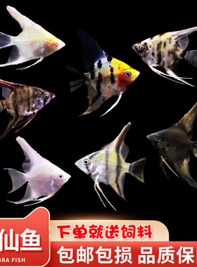 神仙鱼热带活体观赏鱼大号燕鱼秘鲁三色淡水好养小型鱼七彩神仙鱼