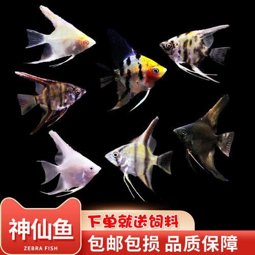 神仙鱼热带淡水鱼好养好看