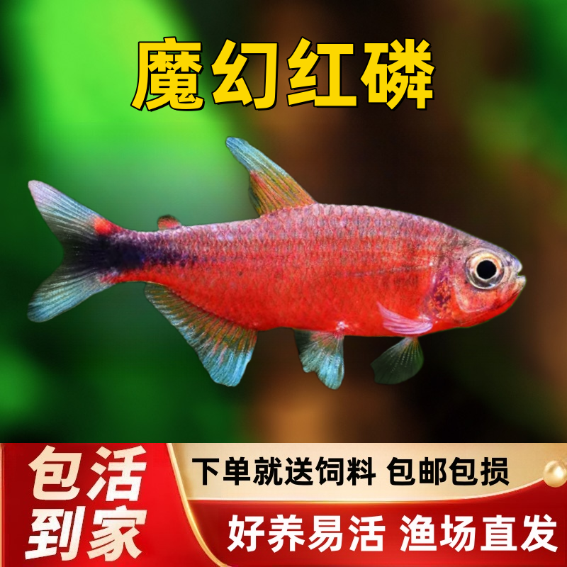 魔幻红鳞灯热带鱼南美稀有观赏鱼
