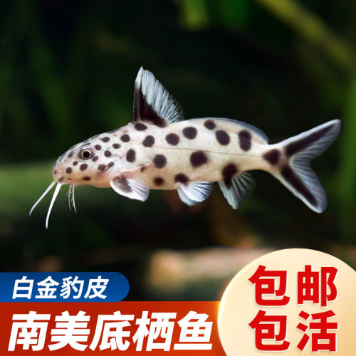 白金豹皮热带淡水鱼好养耐活