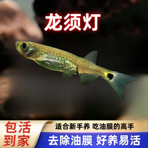 龙须灯除水面油膜草缸清洁工具