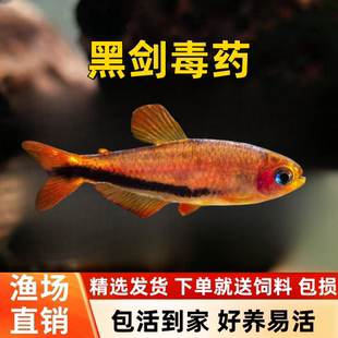 黑剑毒药超级灯鱼小型南美稀有高端鱼草缸群游灯科鱼电光毒药包邮