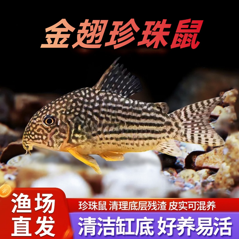 珠鼠鱼种鱼活体草缸鱼缸吃垃圾图片