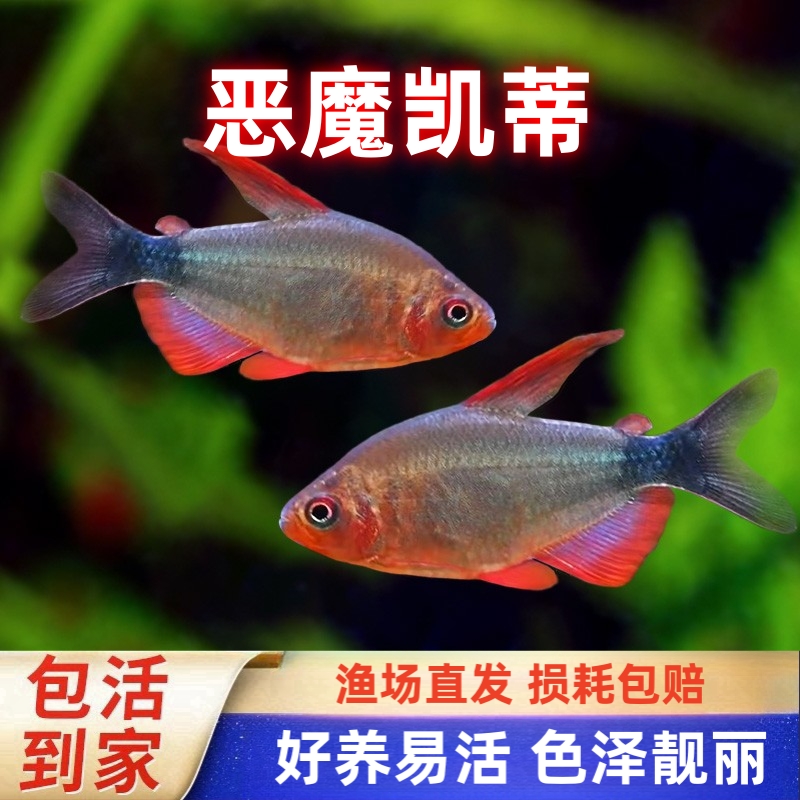 恶魔凯蒂灯高端灯鱼观赏鱼