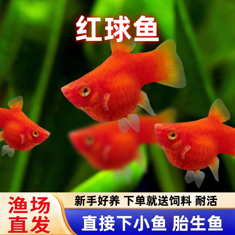 红球鱼胎生鱼红太阳鱼直接生小鱼红玛丽鱼红皮球鱼红剑鱼包邮包损