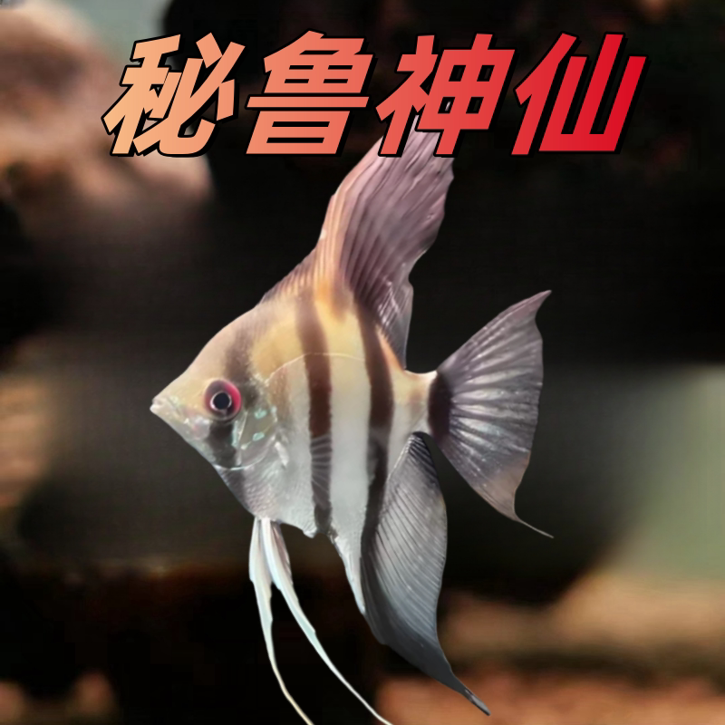 神仙鱼秘鲁神仙燕鱼热带鱼观赏鱼活体鱼埃及神仙鱼七彩神仙热带鱼