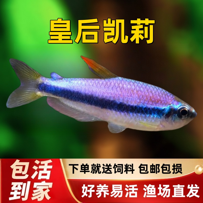 皇后凯莉灯鱼南美小型鱼图片