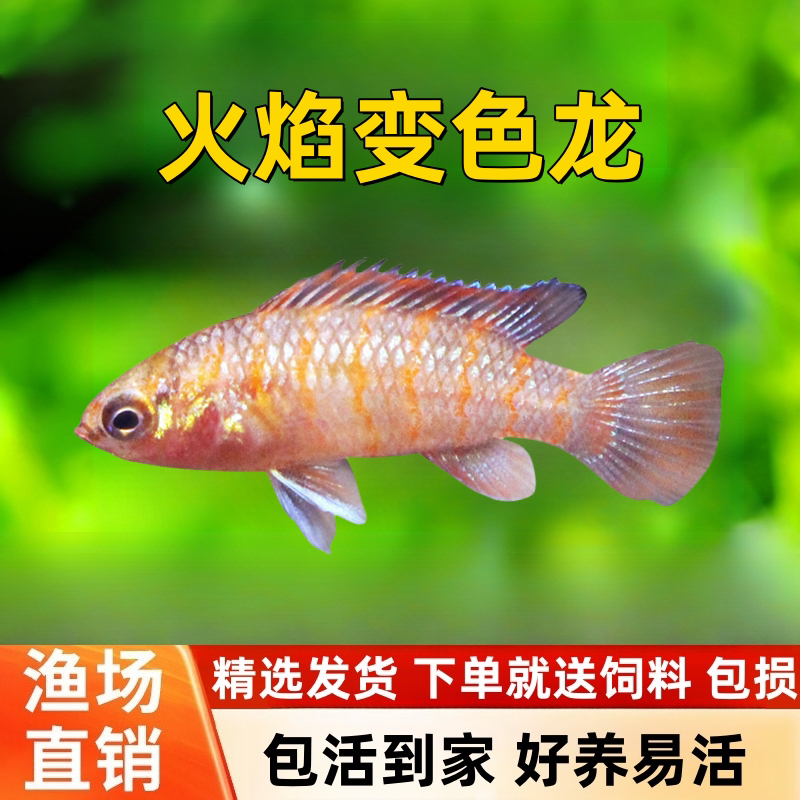 火焰变色小型灯科鱼好养热带观赏图片