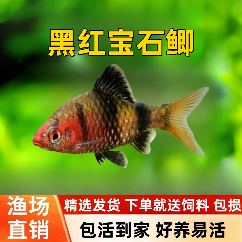 黑红宝石鲫鱼黑熊猫鲫活体原生鱼