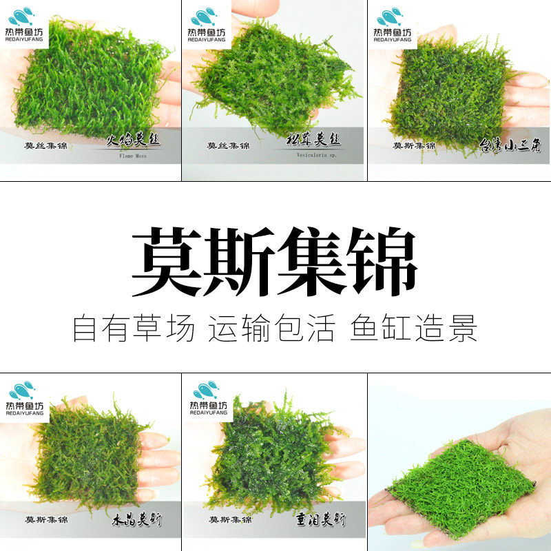 鱼缸水草三角莫斯美凤莫斯圣诞莫斯珊瑚莫斯水晶莫斯火焰莫斯包邮图片