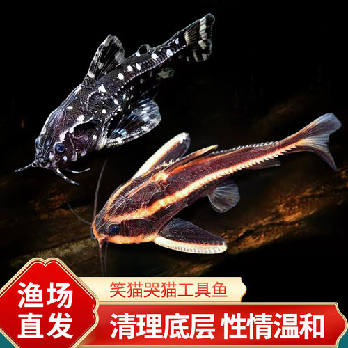 笑猫泰国进口老鼠鱼笑脸猫水族底层鱼清道夫热带观赏宠物鱼活体鱼
