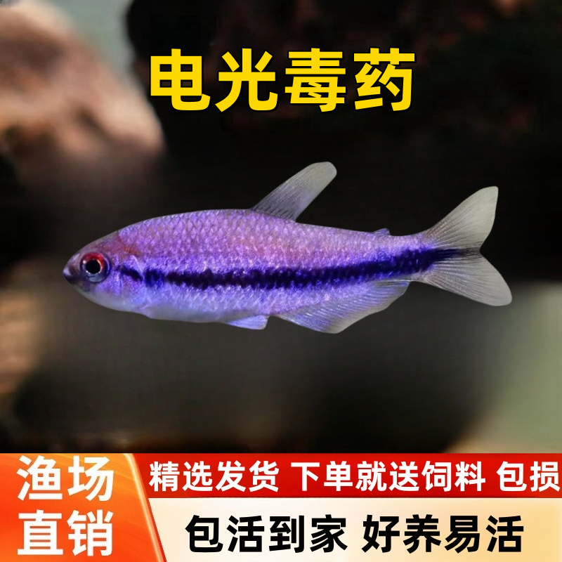小型南美稀有高端鱼草缸群游灯科