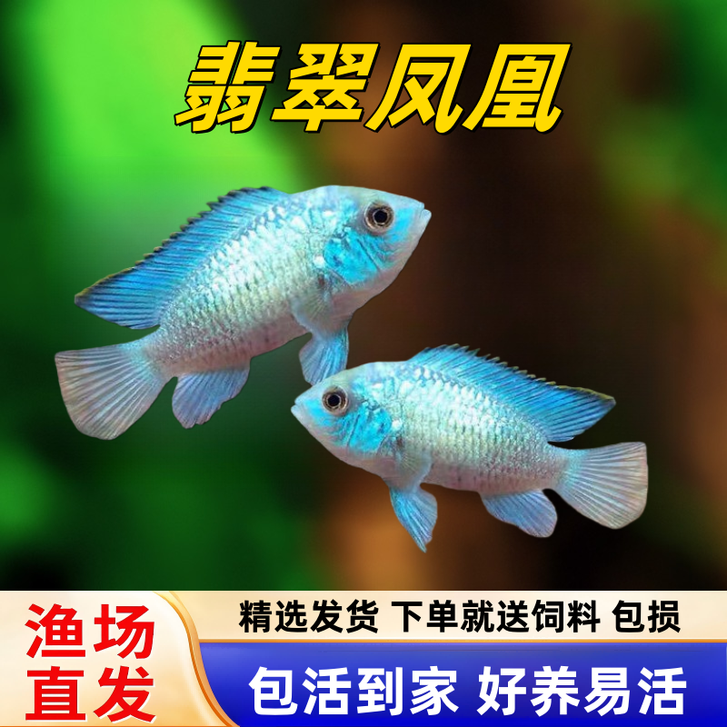 湛蓝宝石鱼翡翠凤凰鱼电光凤凰鱼南美慈鲷鱼热带鲷鱼活体鱼