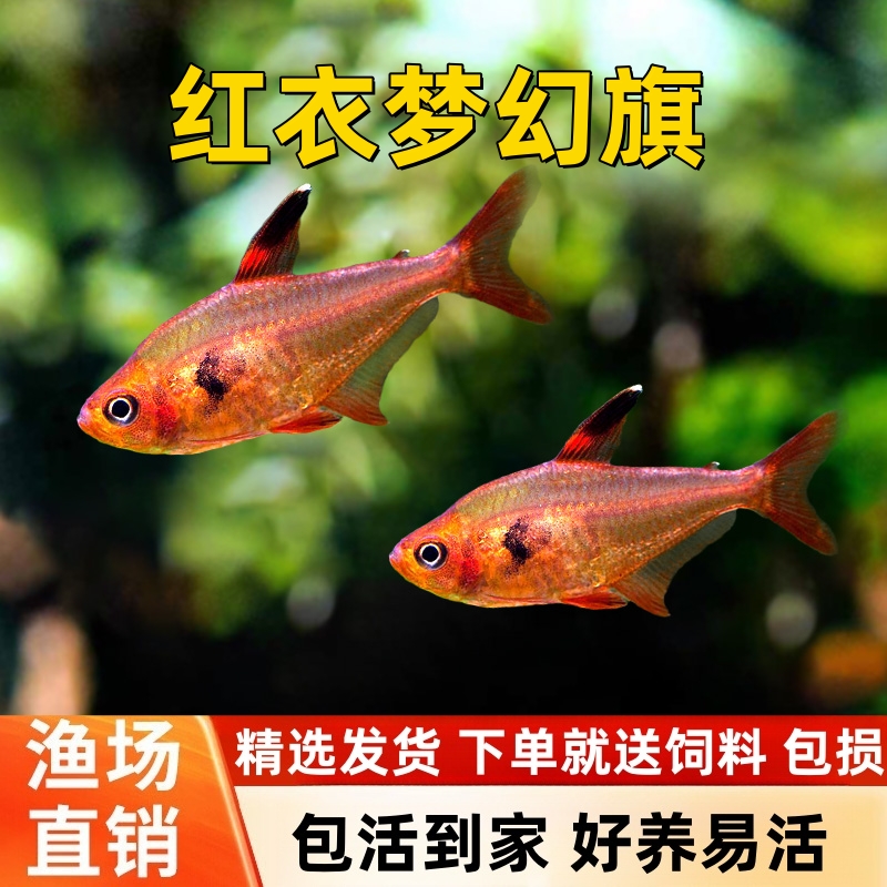 红衣梦幻旗红南美灯鱼小型热带鱼