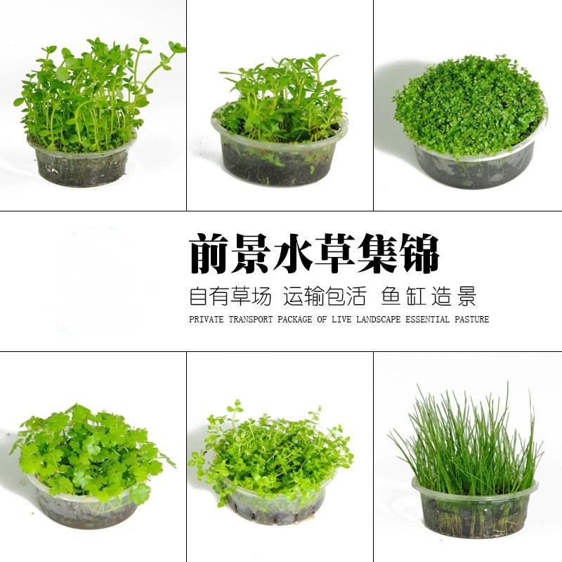 淡水水草鱼缸造景好看易养好活