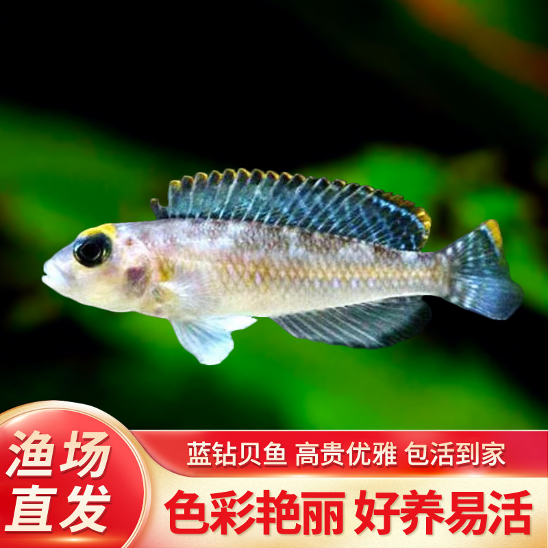 蓝钻贝鱼坦鲷卷贝斑马贝鱼黄帆天堂鸟钻石贝黄金叮当三湖鱼活体鱼