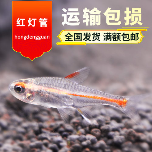玻璃霓虹灯小型鱼好养耐活淡水