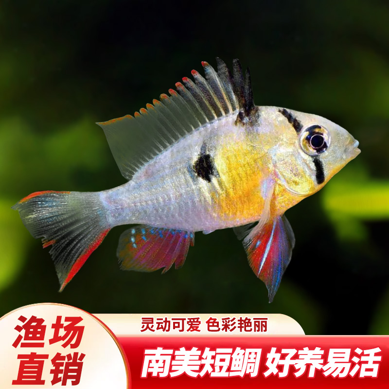 玻利维亚凤凰热带鱼观赏鱼慈鲷淡水鱼小型鱼南美原生鱼草缸短鲷鱼
