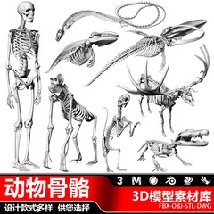 动物骨骼三维软件建模设计生物骨头化石骨架人骨骼3D立体模型文件