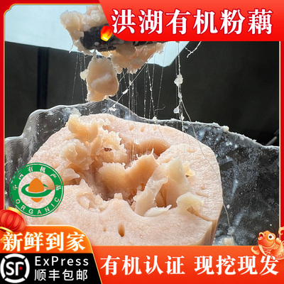 洪湖有机粉藕煲汤莲藕顺丰包邮