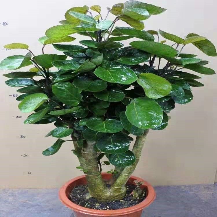 大型绿植金钱兜福禄桐盆栽客厅发财树盆景金钱树圆叶钱串子绿植