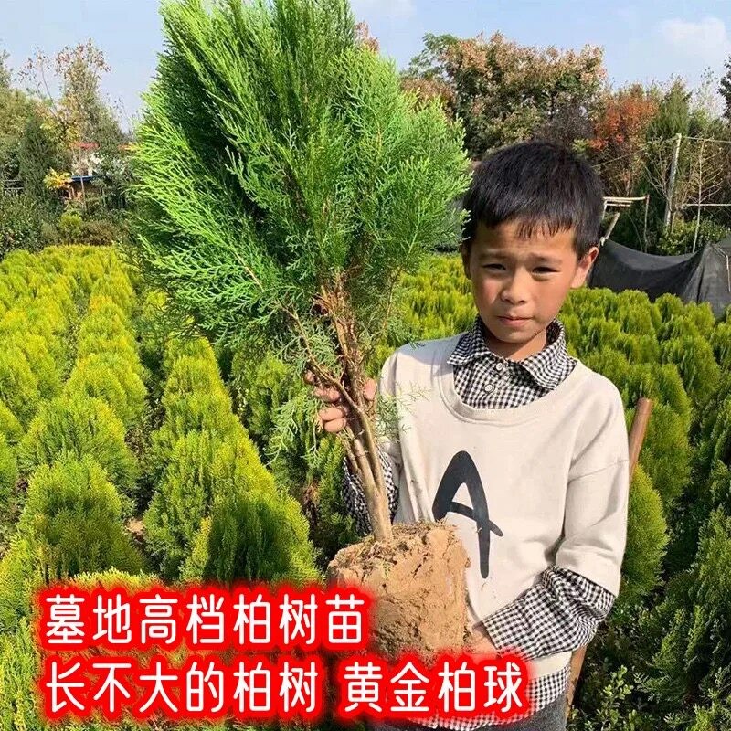 矮化黄金柏球型带土球洒金柏树苗松柏树柏树树苗塔柏龙柏祭祖福地