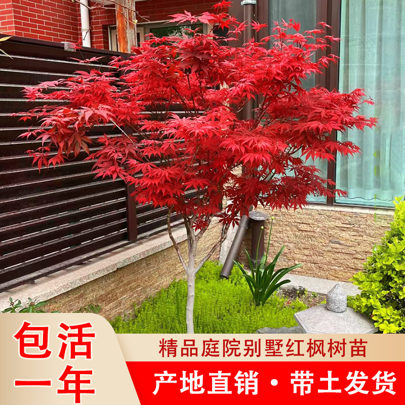 红枫树苗羽毛庭院地栽造景风景树