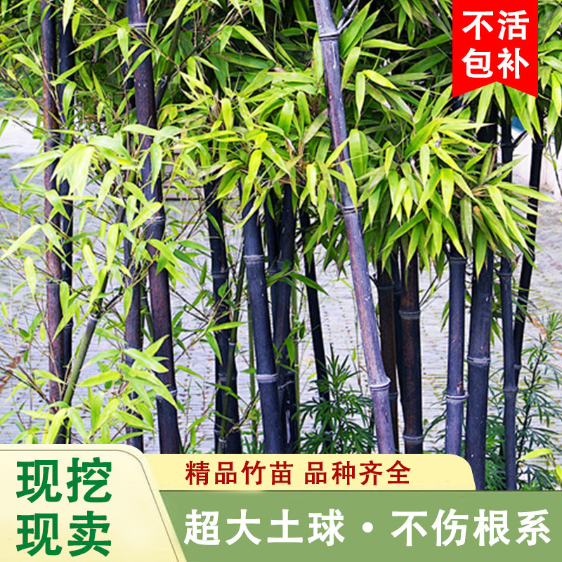 紫竹苗矮化观赏紫竹老根庭院室外耐寒热竹子苗盆栽地栽紫气东来竹