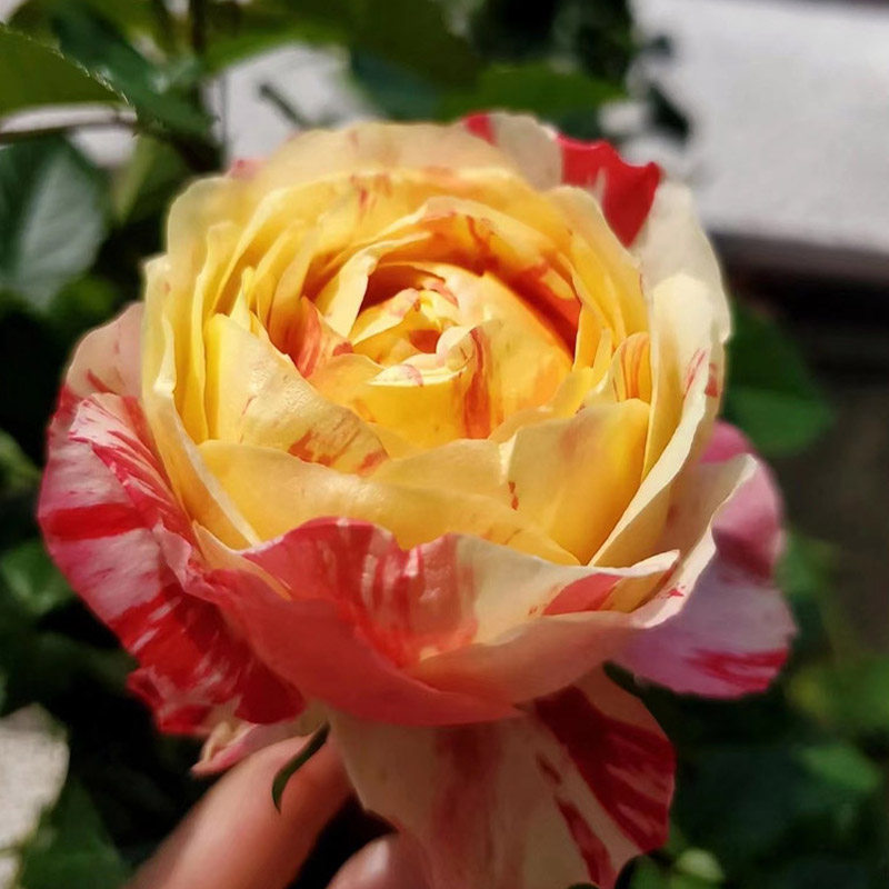 狂欢派对月季花苗盆栽毛茛复色条纹四季开花阳台庭院种植玫瑰蔷薇