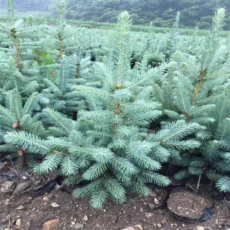 花镜彩叶蓝杉树苗高档耐寒杉苗庭院种植常绿科罗拉多圣诞树真树