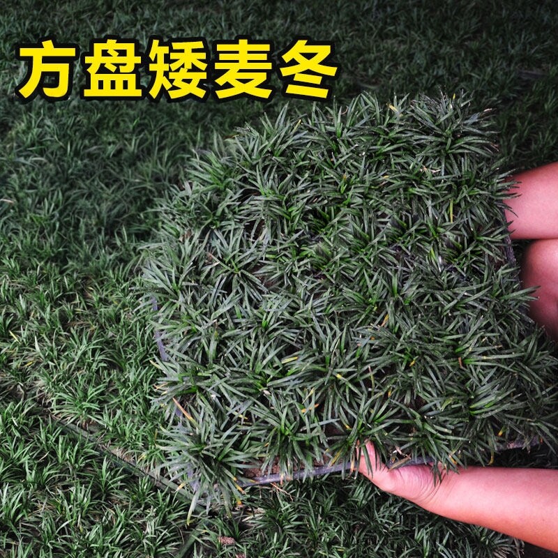 矮麦冬草玉龙草盘苗方穴盘庭院草图片