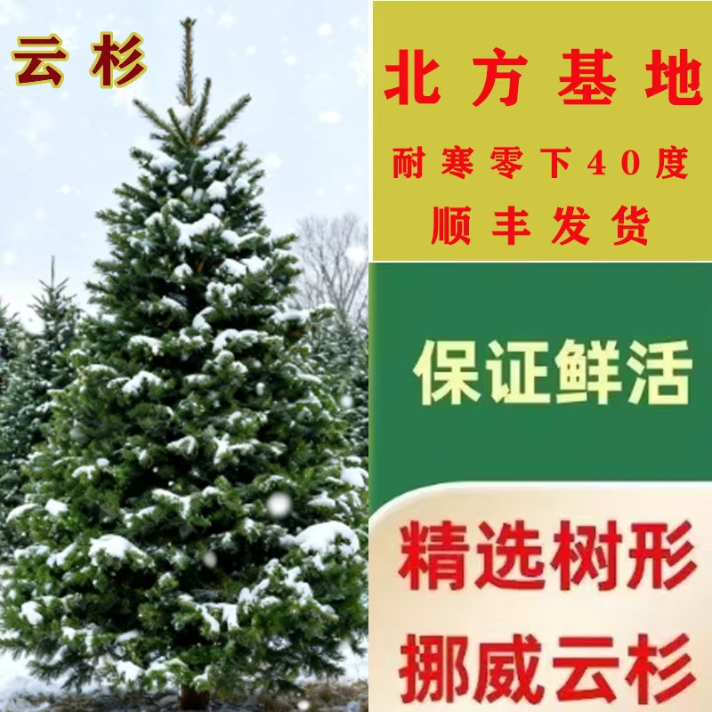 常青树云杉圣诞树真树庭院植物