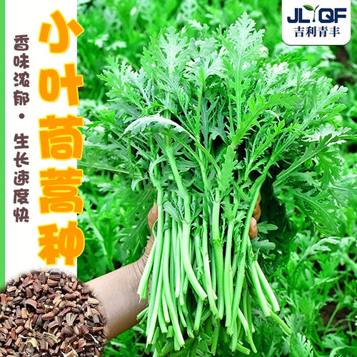 小叶茼蒿种子菜苗皇帝大全四季