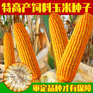 包谷孑 郑单958大田玉米种子超级饲料玉米种籽良玉99登海春秋四季
