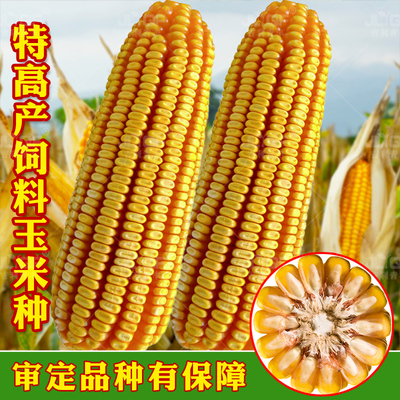 郑丹958大田玉米种子饲料苞谷