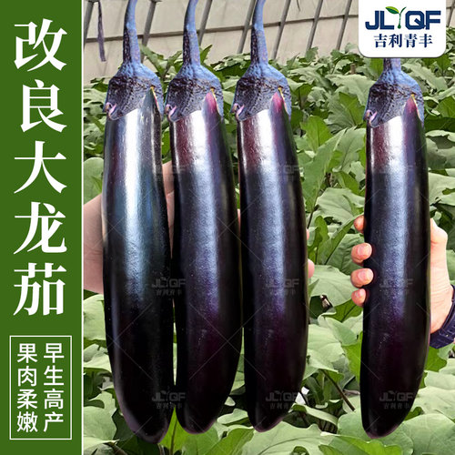 改良大龙长茄种子紫黑茄子