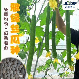 雅绿丝瓜种子高产长丝瓜种籽春秋四季阳台盆栽高产油丝瓜蔬菜种孑