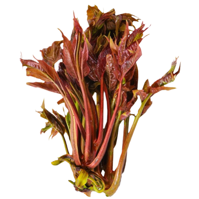 高产红油香椿种子四季