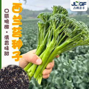 西洋芥蓝种子持续采收西兰苔种籽长茎西兰花秀兰芥兰青花芦笋种孑