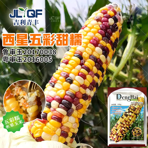 西星五彩甜糯玉米种子
