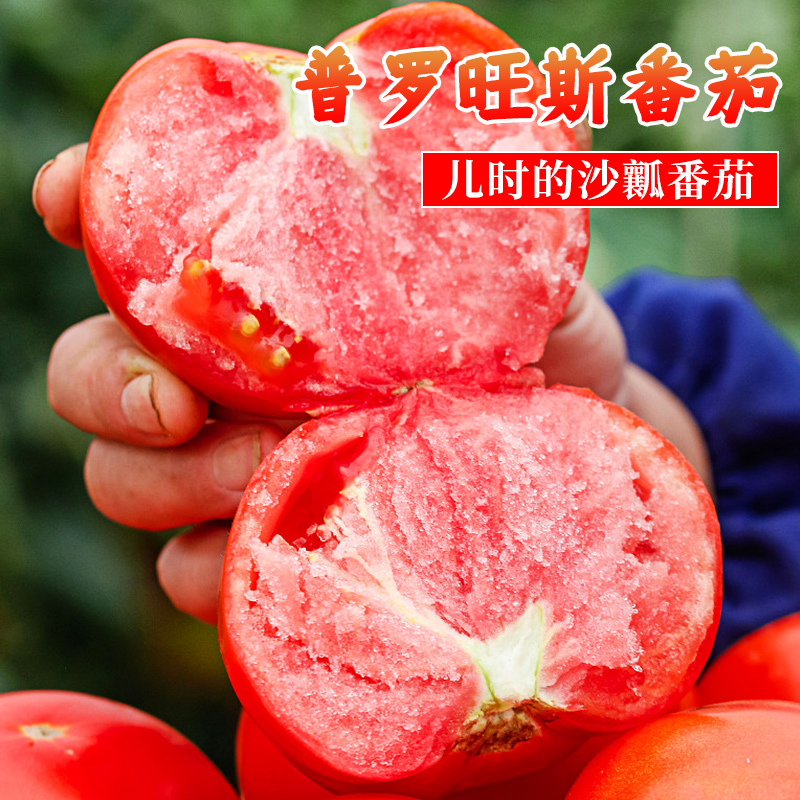 普罗旺斯西红柿种籽四季