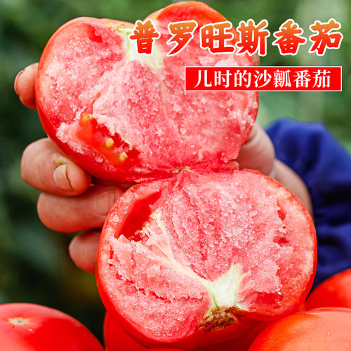 普罗旺斯西红柿种籽四季