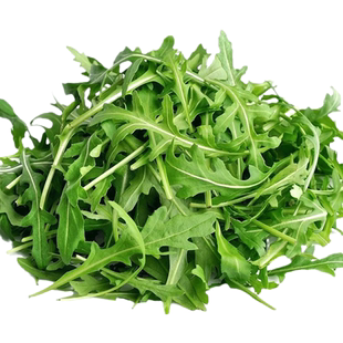 速生芝麻菜种子意大利青菜种籽四季阳台盆栽火箭生菜种孑多次采摘