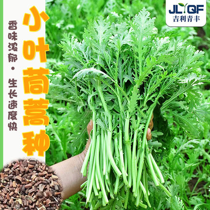 茼蒿菜种籽小叶茼蒿种子同蒿杆大叶皇帝菜春夏秋四季蔬菜种孑大全