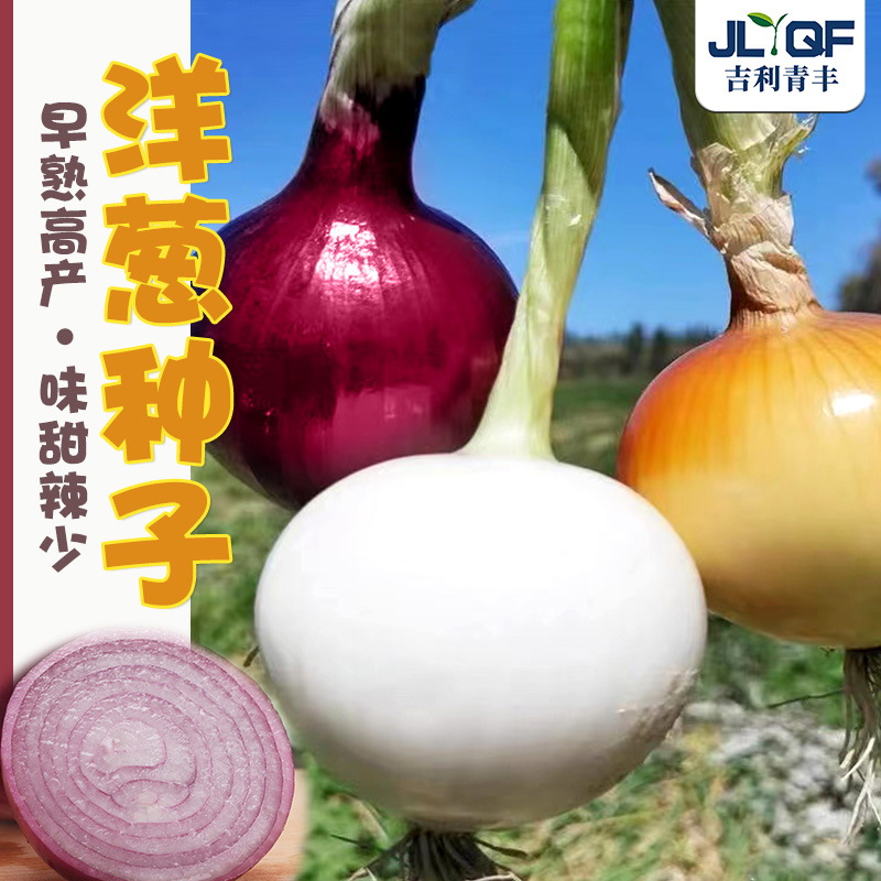 紫美洋葱种子苗秧高产抗病黄金圆葱种孑秋冬四季白皮牙子种籽盆栽